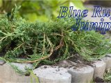 Blue Rug Juniper Seeds Blue Rug Junipers