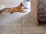 Can You Use Carpet Tiles as An area Rug How to Install Carpet Tiles – the Home Depot