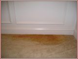 Clean Pet Urine From area Rug Dangers From Pet Urine On Rugs