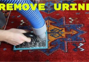 Clean Pet Urine From area Rug How to Clean An area Rug Pet Urine Emergency