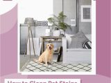 Clean Pet Urine From area Rug How to Clean Pet Stains From A Wool area Rug? – Rugs by Roo