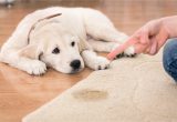 Clean Pet Urine From area Rug How to Remove Pet Urine