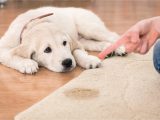 Clean Pet Urine From area Rug How to Remove Pet Urine
