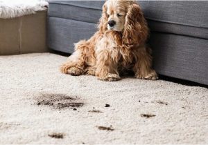 Clean Pet Urine From area Rug Pet Urine Carpet Cleaner – Clean Zone Carpet Cleaners Tile …