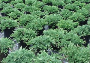 Creeping Juniper Blue Rug Juniperus Hor Wiltonii Creeping Juniper Evergreen 2 Size Container