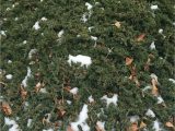 Creeping Juniper Blue Rug Mon Name Blue Rug Creeping Juniper Latin Name Juniperus