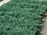 Creeping Juniper Blue Rug Monrovia