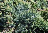 Creeping Juniper Blue Rug Plantfiles Juniperus Blue Rug Juniper Creeping