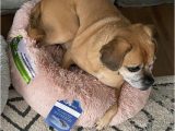 Dog Rug Bed Bath and Beyond Calming Vegan Fur Round Pet Bed Bed Bath & Beyond