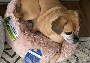 Dog Rug Bed Bath and Beyond Calming Vegan Fur Round Pet Bed Bed Bath & Beyond