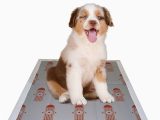 Dog Rug Bed Bath and Beyond Dog Waste & Clean Up Bed Bath & Beyond