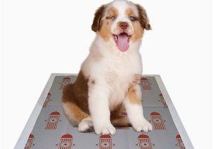 Dog Rug Bed Bath and Beyond Dog Waste & Clean Up Bed Bath & Beyond