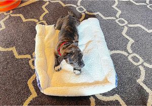 Dog Rug Bed Bath and Beyond Dumpster Rescue- I Made An Awesome Dog Bed Out Of A Blanket Bed Bath & Beyond Threw In the Trash!