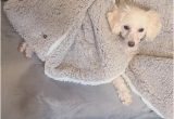 Dog Rug Bed Bath and Beyond UggÂ® Classic Sherpa Medium Dog Blanket In Fawn Bed Bath & Beyond