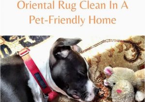 Good area Rugs for Dogs Low Voc Rugs area Rug Cleaning Pet Urine L Shaped Kitchen