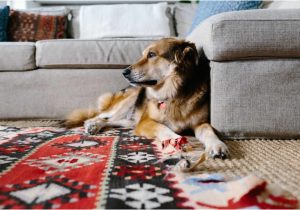 Washable Pet Friendly area Rugs 5 Best Rugs for Pets â top Pet-friendly Rugs 2022 Apartment therapy